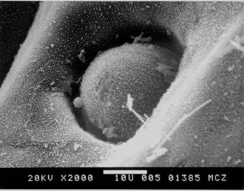 Media type: image; Herpetology R-100359